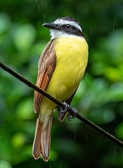 Bichofué — sobre la lluvia