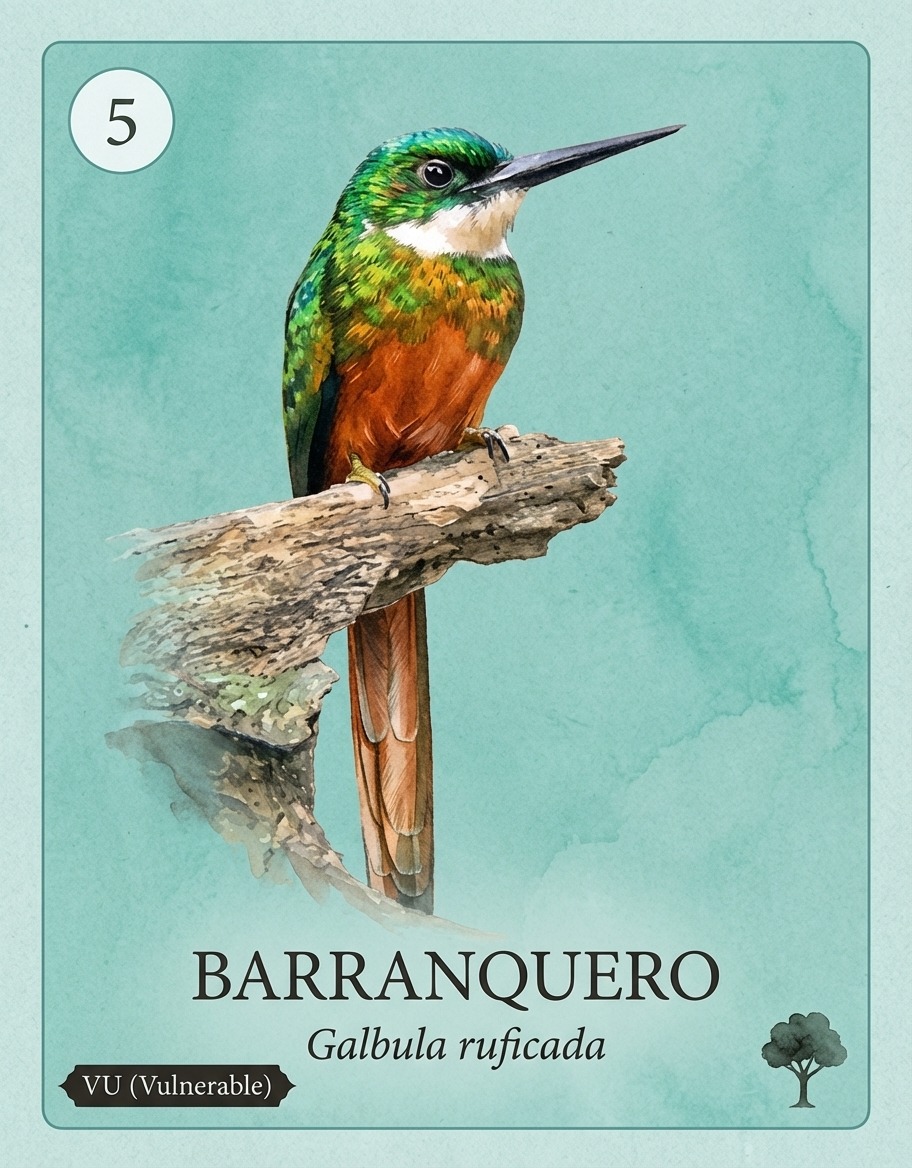 Barranquero — Galbula ruficauda