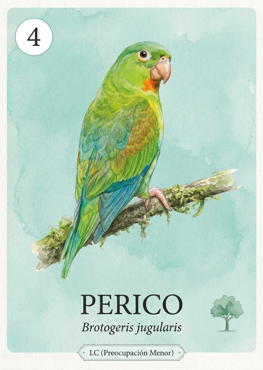Perico — Brotogeris jugularis