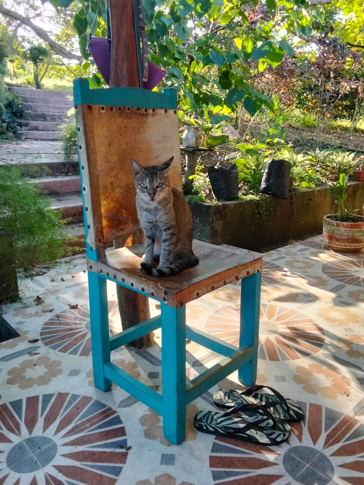 Finca Villa Bárbara — Gato en silla