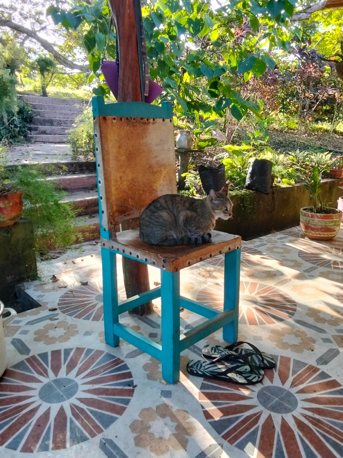 Finca Villa Bárbara — Gato en el patio