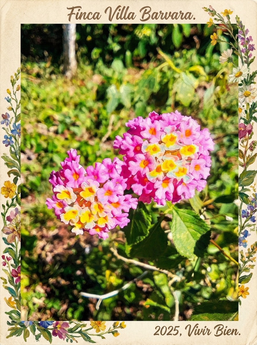 Finca Villa Bárbara — Lantana